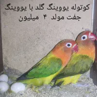 جفت کوتوله مولد رنگ و نژاد خاص معاوضه با گرینچیک..|پرنده|بابل, |دیوار