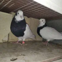 فروش کبوتر طوقی|پرنده|هرسین, |دیوار