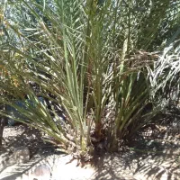 بچه نخل یا همون پاجوش برحی موجوداست|حراج|بوشهر, |دیوار