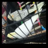 عروس هلندی جفت