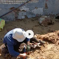 پشم چینی گوسفند