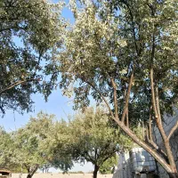 سنجد