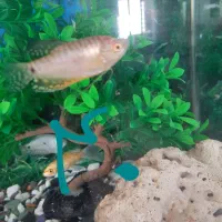 ماهی آکواریومی گیاه خوار ارزان ترازهمه جا