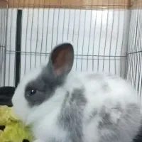 خرگوش ژرسینگ