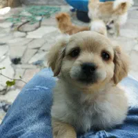 سگ پامر|سگ|مشهد, نیروی هوایی|دیوار