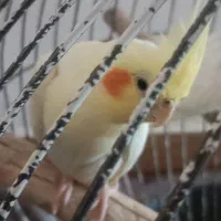 سه عدد عروس هلندی بالغ مولد قیمت همه باهم 1تومان|پرنده|تولم شهر, |دیوار