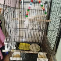 عروس هلندی دستی