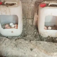 تخم مرغ نطفه دار