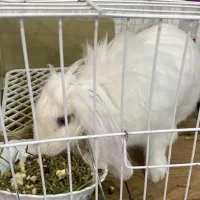 خرگوش لوپ ماده|موش و خرگوش|تبریز, |دیوار