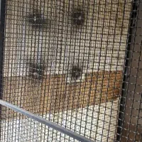 قفسه اهن،سالم و زد زنگ و رنگ شده|حراج|چمستان, |دیوار