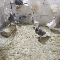 تعدادی پرنده