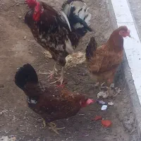 فروش مرغ وخروس محلی