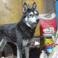 واگذاری هاستینگ آلاسکا