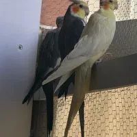 عروس هلندی