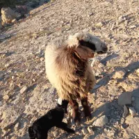 نیاز به چوپان همراه باخانواده