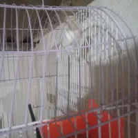 کوتوله ماده|پرنده|چابهار, |دیوار