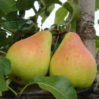 پیش فروش نهال گلابی سانتاماریا