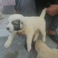اصل قدرجونی