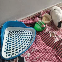 فروش خرگوش 1 ساله|موش و خرگوش|بندر انزلی, مسکن مهر|دیوار