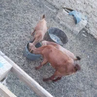 ۵۰۰۰