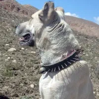 ماده|سگ|قوچان, |دیوار