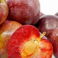 تولید نهال آلو آرژانتینی خونی