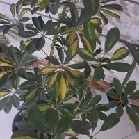 گل و گیاه شفلرا|گل و گیاه طبیعی|مشهد, سناباد|دیوار