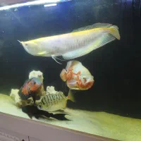 آکواریوم 1 متری با کمد و لوازم و ماهی در حد نو|ماهی|رباطکریم, رباطکریم|دیوار