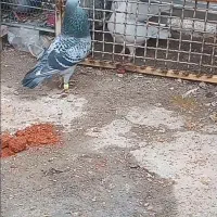 کفتر پرنده صید