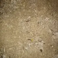 کود مرغی|حیوانات مزرعه|شیراز, کوشک بیدک|دیوار