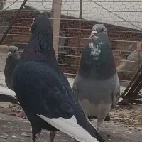 نر بدرنگ پلنگ گردن کلفت|پرنده|کرمان, |دیوار