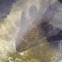 ماهی کوی ولجنخوار|ماهی|شیراز, گود عربان|دیوار