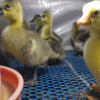 جوجه غاز کاملا  سالم