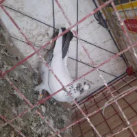 کبوترغریب گیر