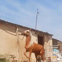 مادیان.درهشور|اسب و تجهیزات اسب‌سواری|کرج, برغان|دیوار