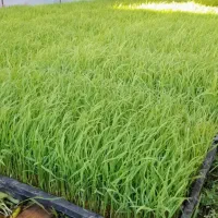 توم هاشمی درجه ی یک واصلاح شده،پرتراکم وشاداب