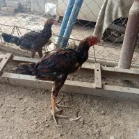 خروس لاری|حیوانات مزرعه|اصفهان, ارداجی|دیوار