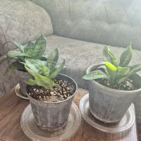 گل با گلدان|گل و گیاه طبیعی|گلبهار, شهر جدید گلبهار|دیوار