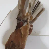 کفتر چپ کلاغ دم هفترنگ