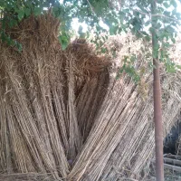 فروش نی
