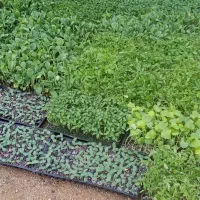 فروش انواع نهال های پیوندی درج یک