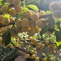 فروش-باغ-500-متری