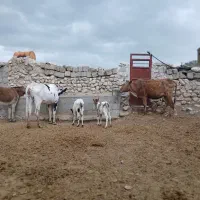 گاو شیری با گوساله