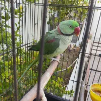 شاه طوطی سخنگو