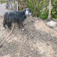 گوسفند  خوب است