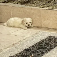 پت ۴ماهه