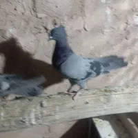 کبوتر اصفهانی پور پور|پرنده|اصفهان, کوی امیریه|دیوار