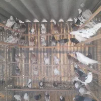 کفتر پرشی عالی زیبا