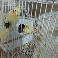 عروس هلندی مولد|پرنده|سرخنکلاته, |دیوار