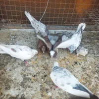 کبوتر  کفتر